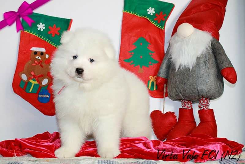 17 Grudzień 2017 Witamy Pierwszego Samoyeda w naszej Hodowlii Nessi