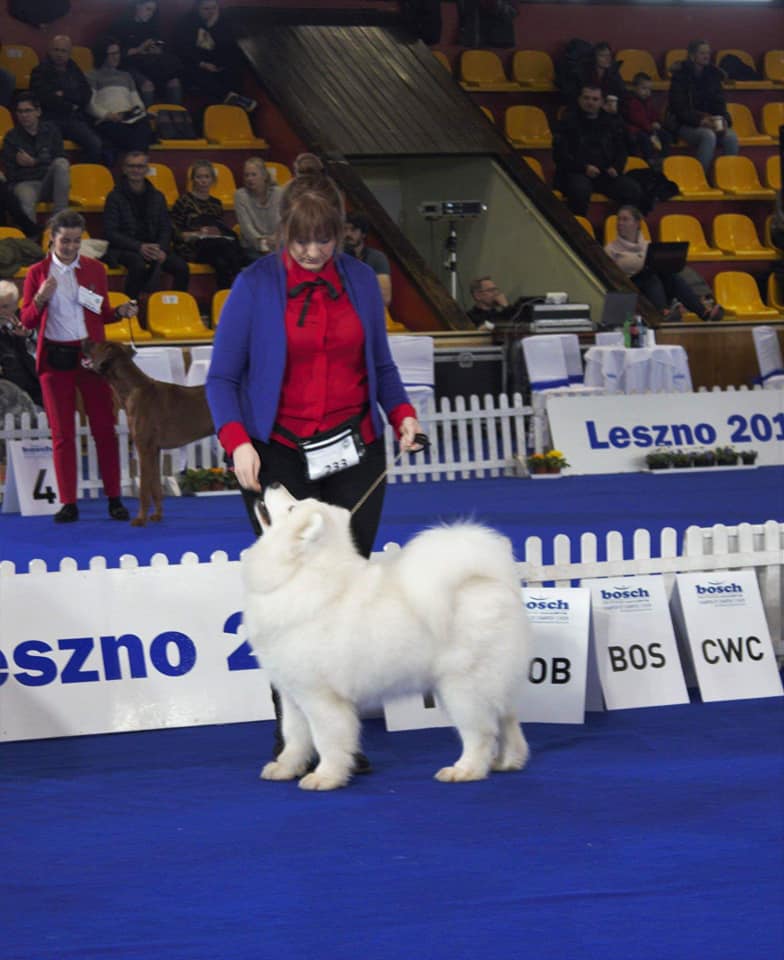 24 lutego wystawa championów Leszno 2019