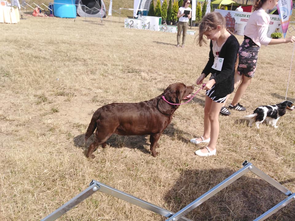 XLII National Dog Show (CAC) in Chojnice (Poland  ) 28.07.2019