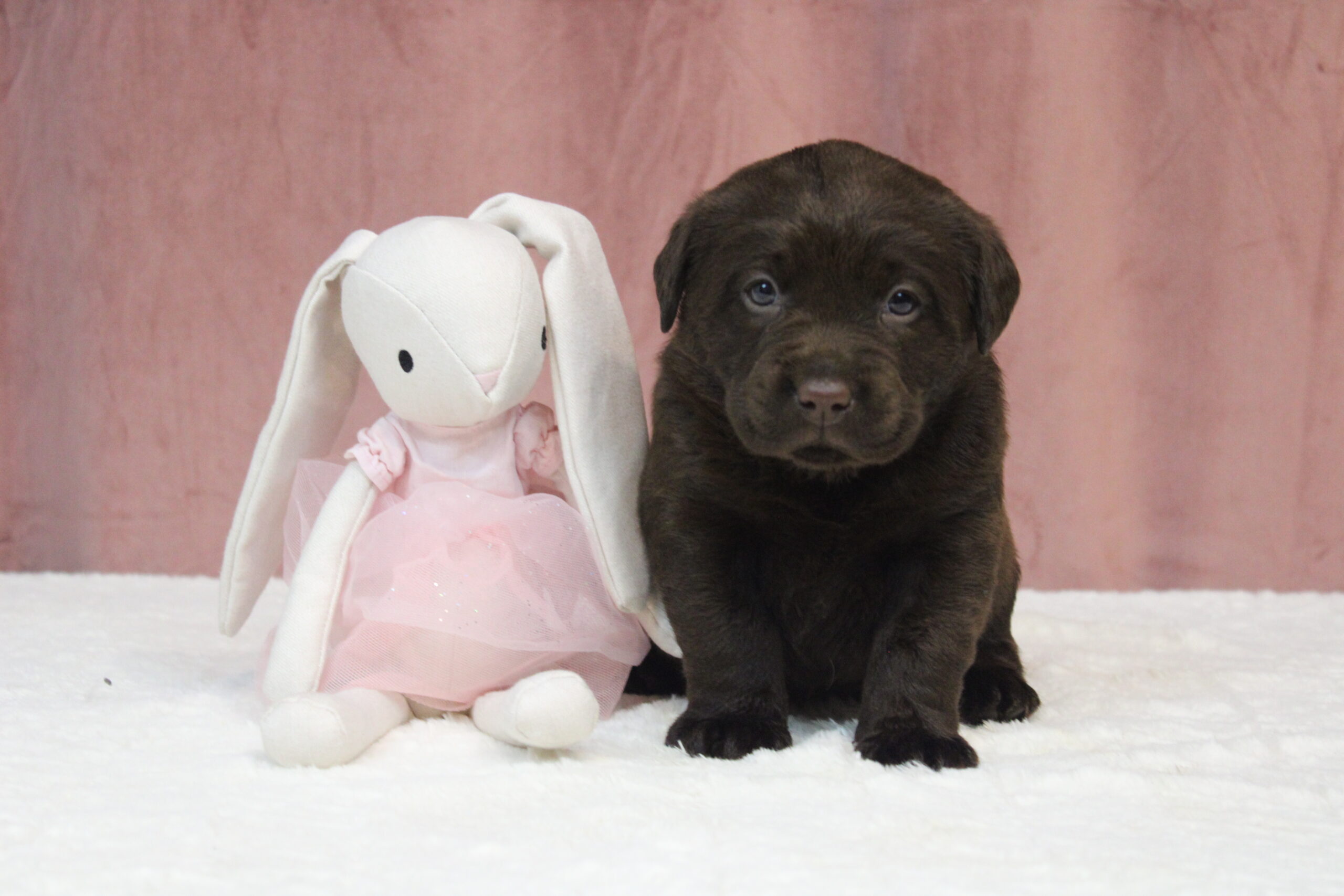 Nowe szczeniaczki Labradorów i Samoyedów już u nas!