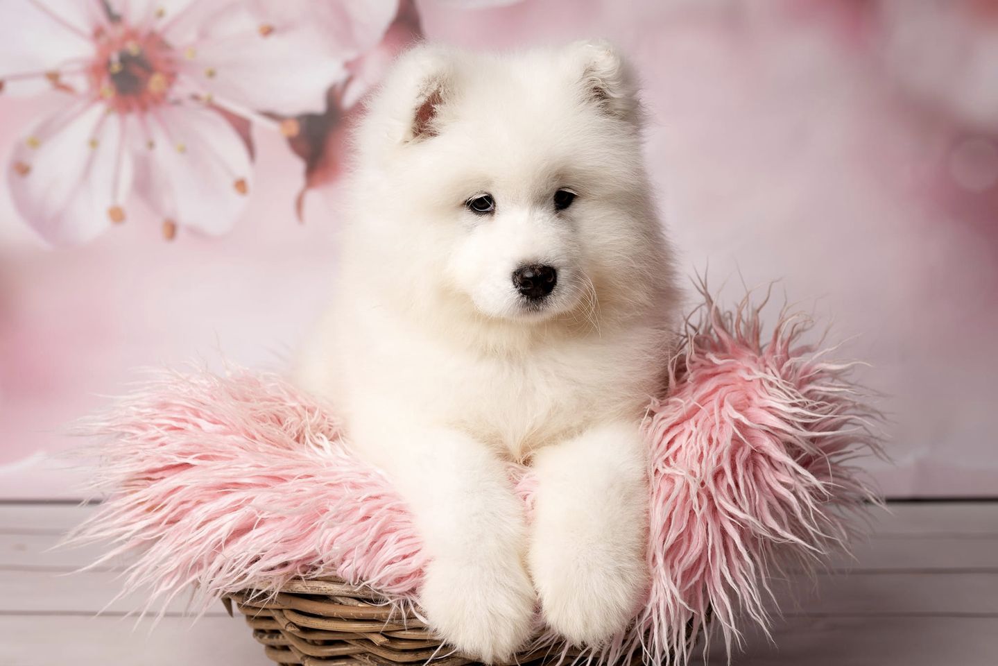 Dostępna dziewczynka Samoyed