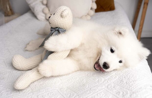 🐾 Zazerwuj Urocze Szczenięta Samoyeda Już Teraz! 🐾