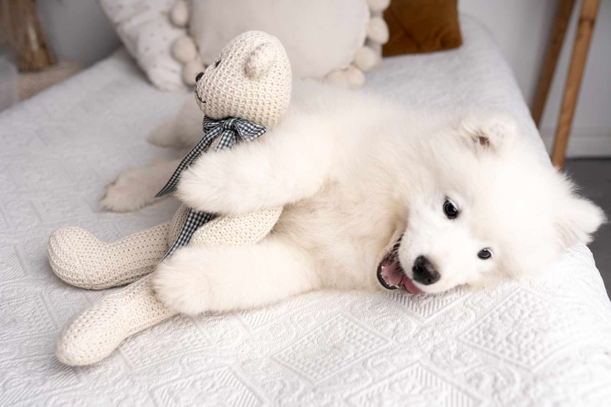 🐾 Zazerwuj Urocze Szczenięta Samoyeda Już Teraz! 🐾