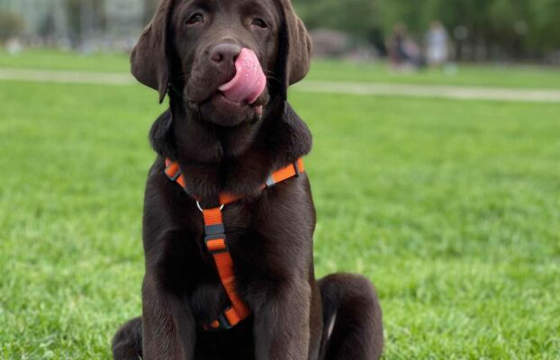 Jak Dbać o Swojego Labradora: Praktyczny Przewodnik dla Właścicieli