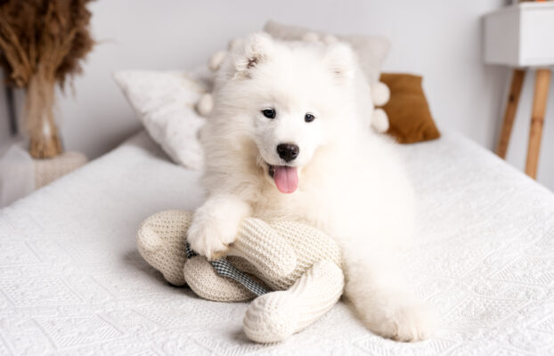 ❄️ Samoyed z naszej hodowli szuka domu