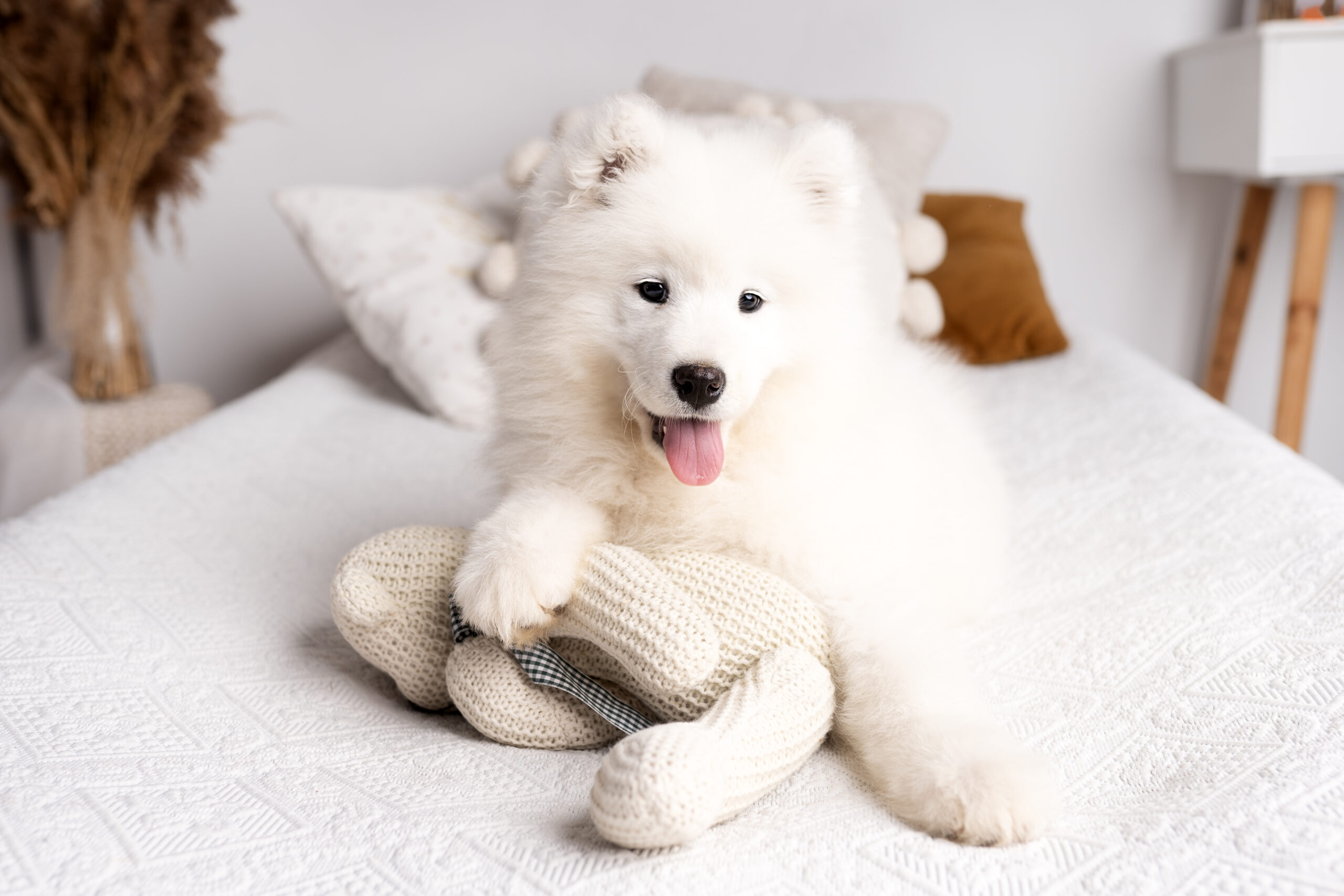 ❄️ Samoyed z naszej hodowli szuka domu
