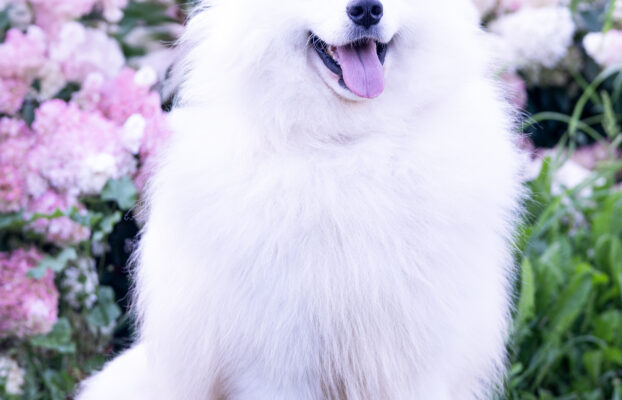 Zadbany włos u Samoyeda to nie tylko czesanie!