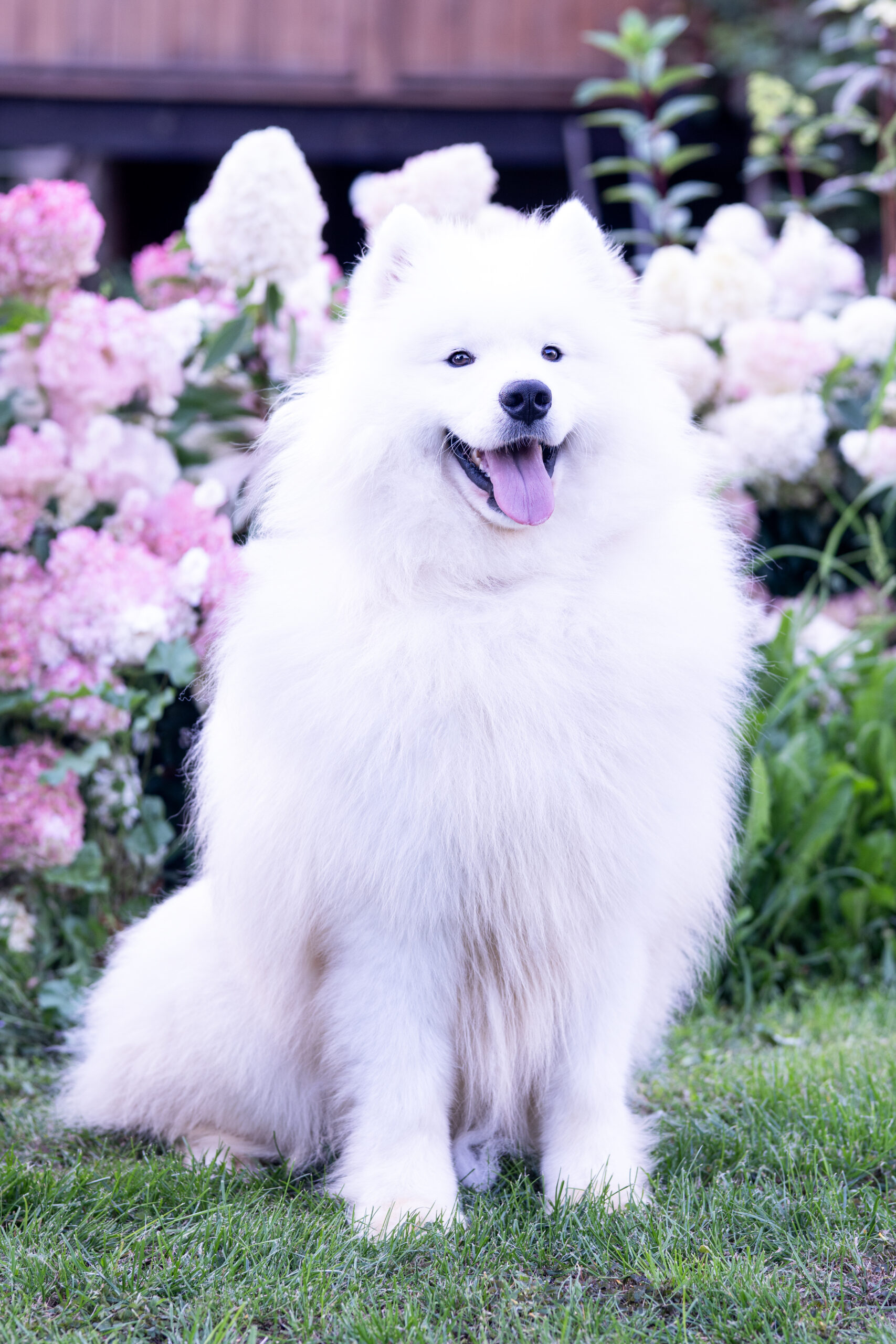 Zadbany włos u Samoyeda to nie tylko czesanie!