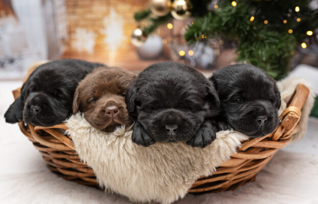 Małe Łapki , wielkie SERCE