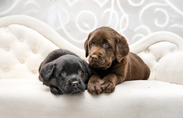 Nasze urocze szczeniaki rasy Labrador Retriever