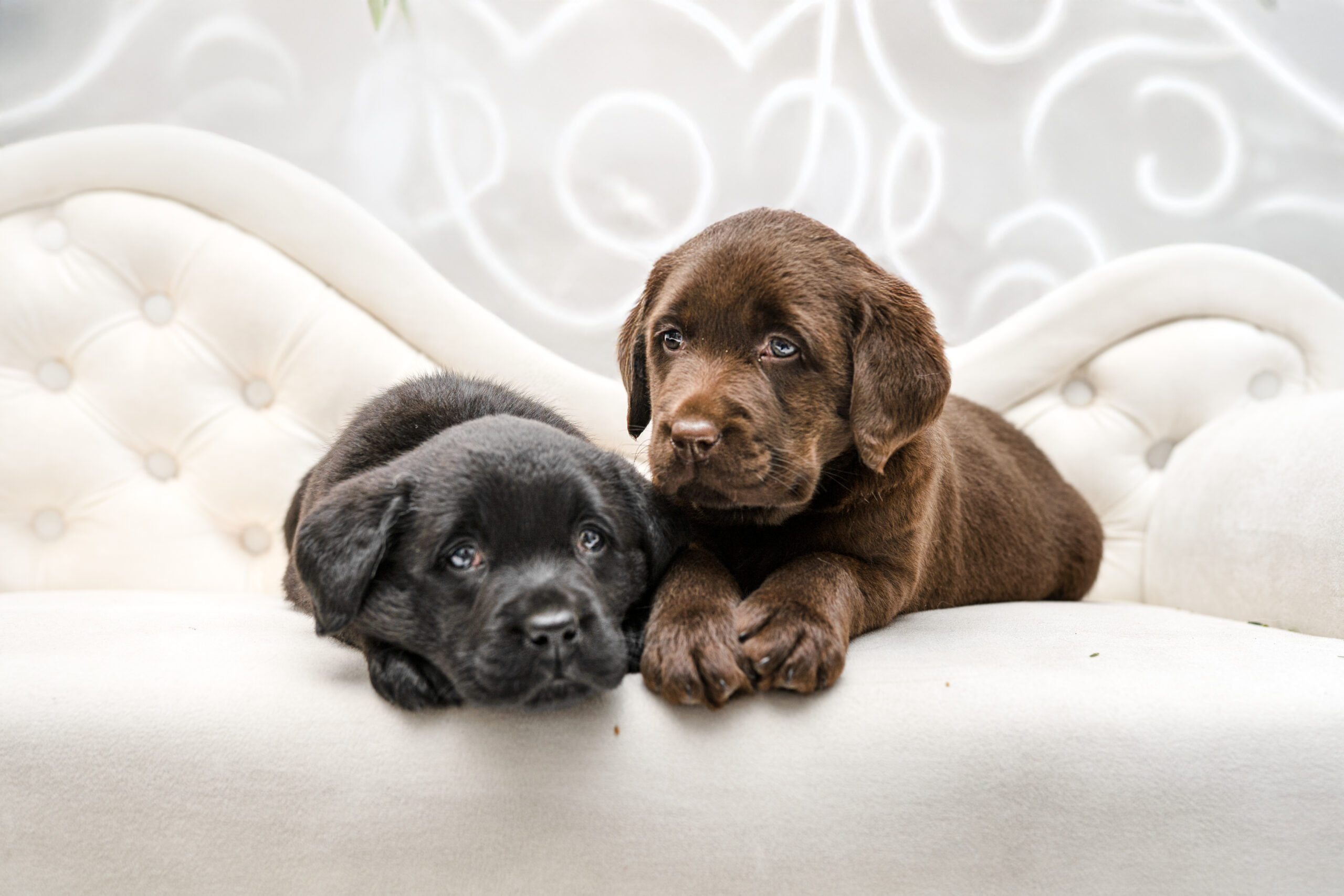 Nasze urocze szczeniaki rasy Labrador Retriever