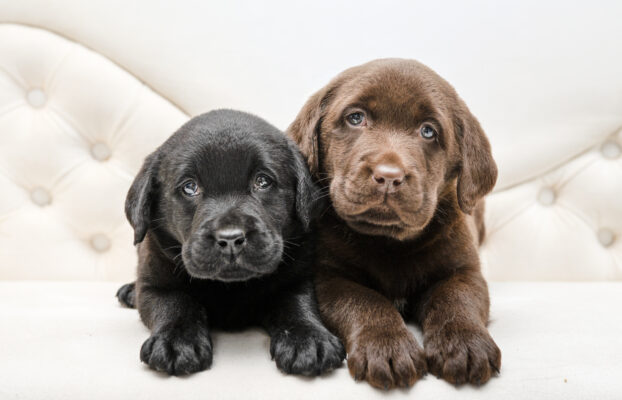 🐶 Dostępność szczeniąt