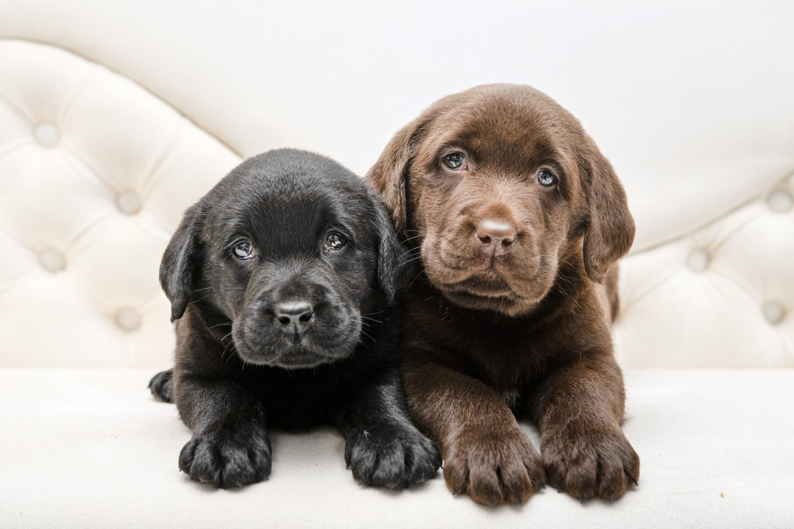 🐶 Dostępność szczeniąt