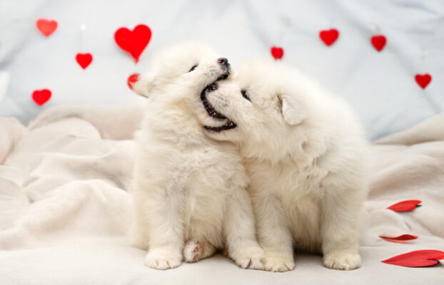 Dwa puchate serduszka