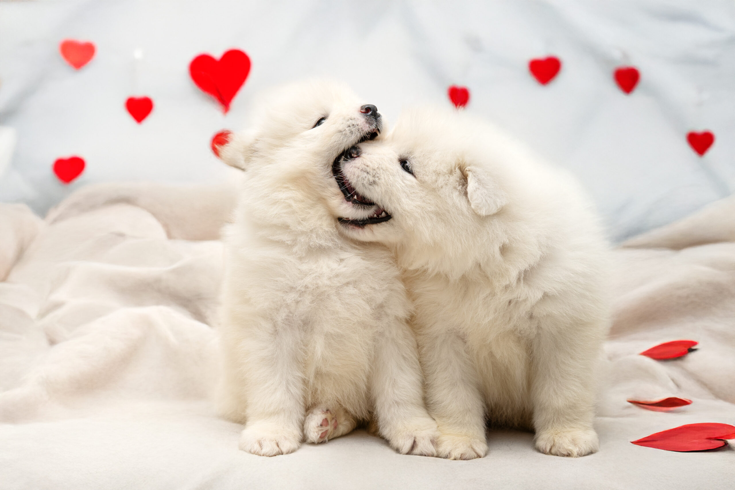 Dwa puchate serduszka