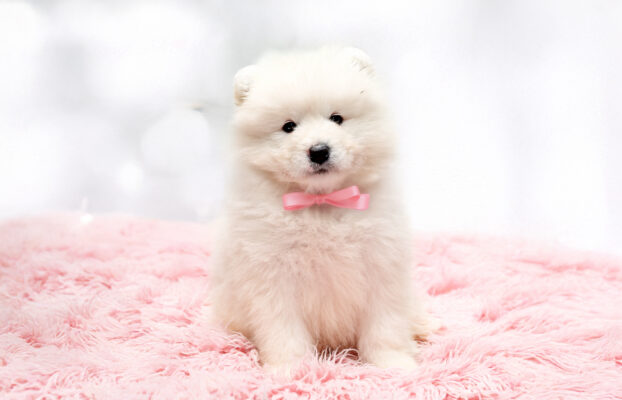 🐶 Dostępne szczenięta – zapraszamy do kontaktu