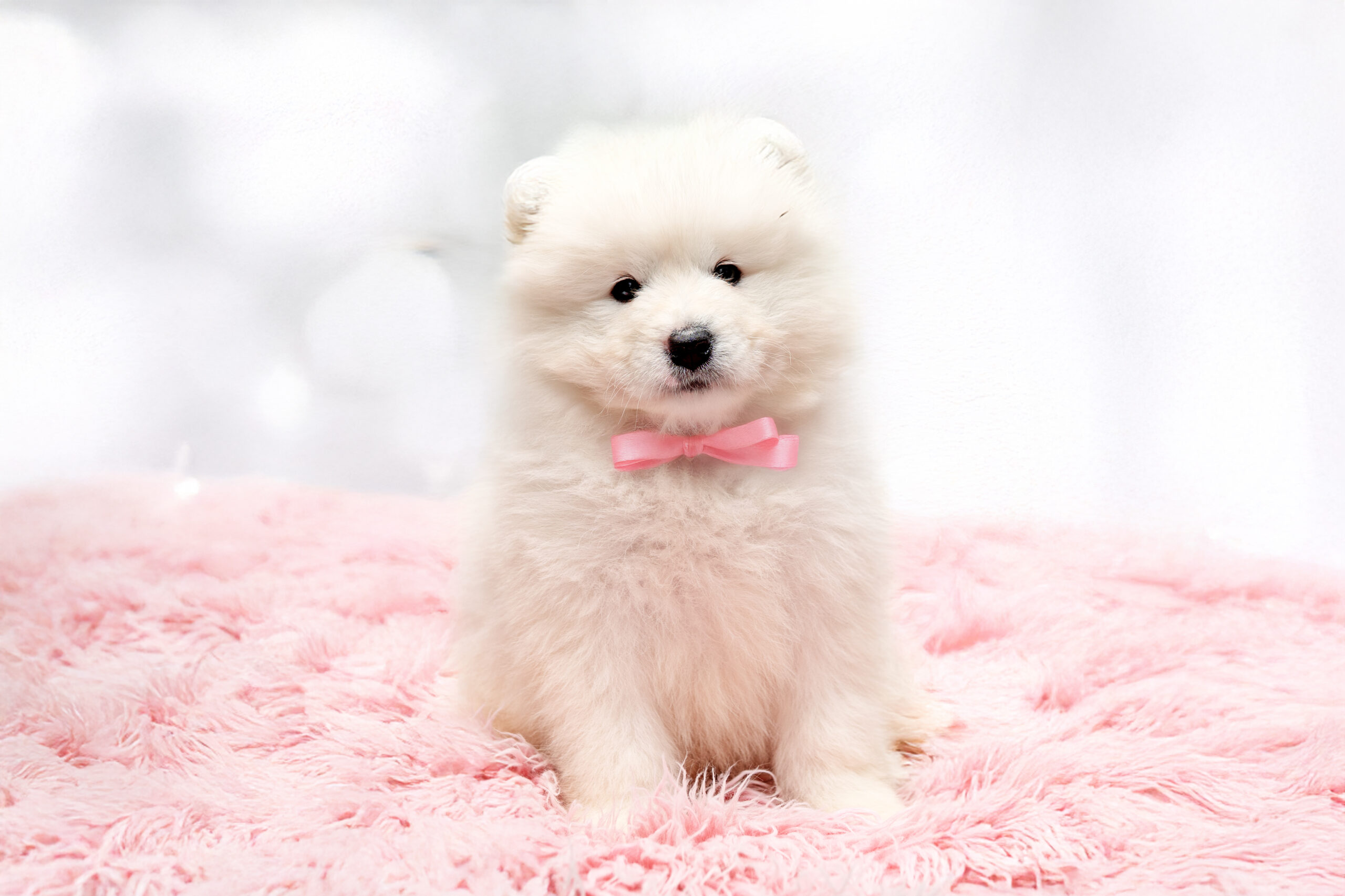 🐶 Dostępne szczenięta – zapraszamy do kontaktu