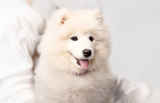 Dostępna dziewczynka Samoyed