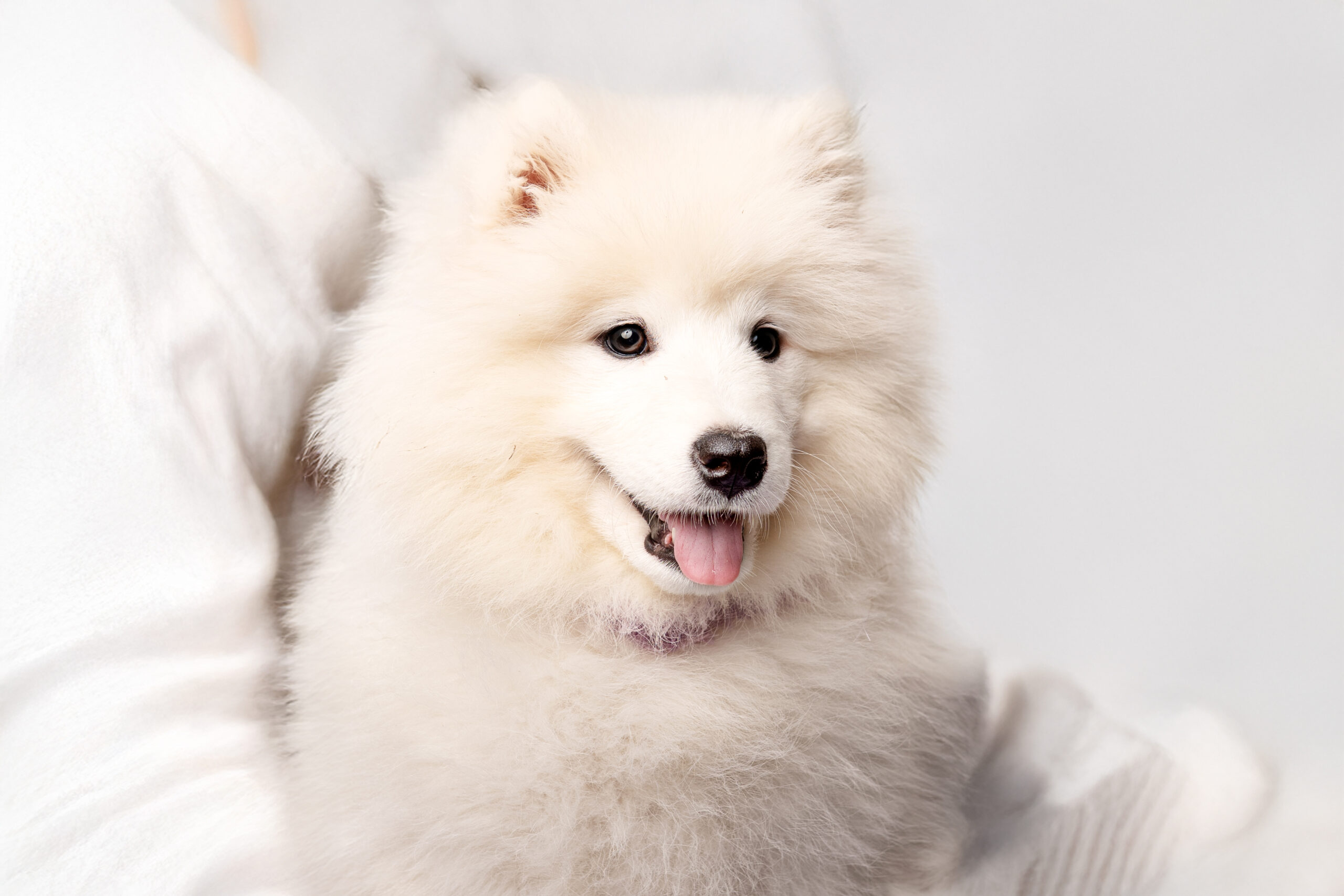 Dostępna dziewczynka Samoyed