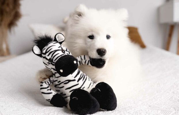 🐾 Suczka rasy Samoyed – szuka kochającego domu 🐾