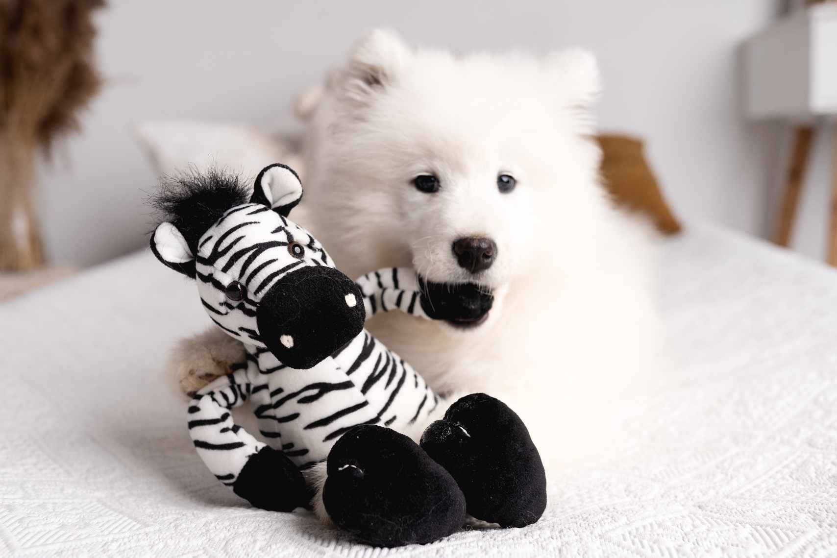 🐾 Suczka rasy Samoyed – szuka kochającego domu 🐾