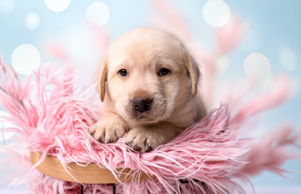 🐾 Szczenięta Labrador Retriever – dostępne biszkoptowe i czarne 🐾