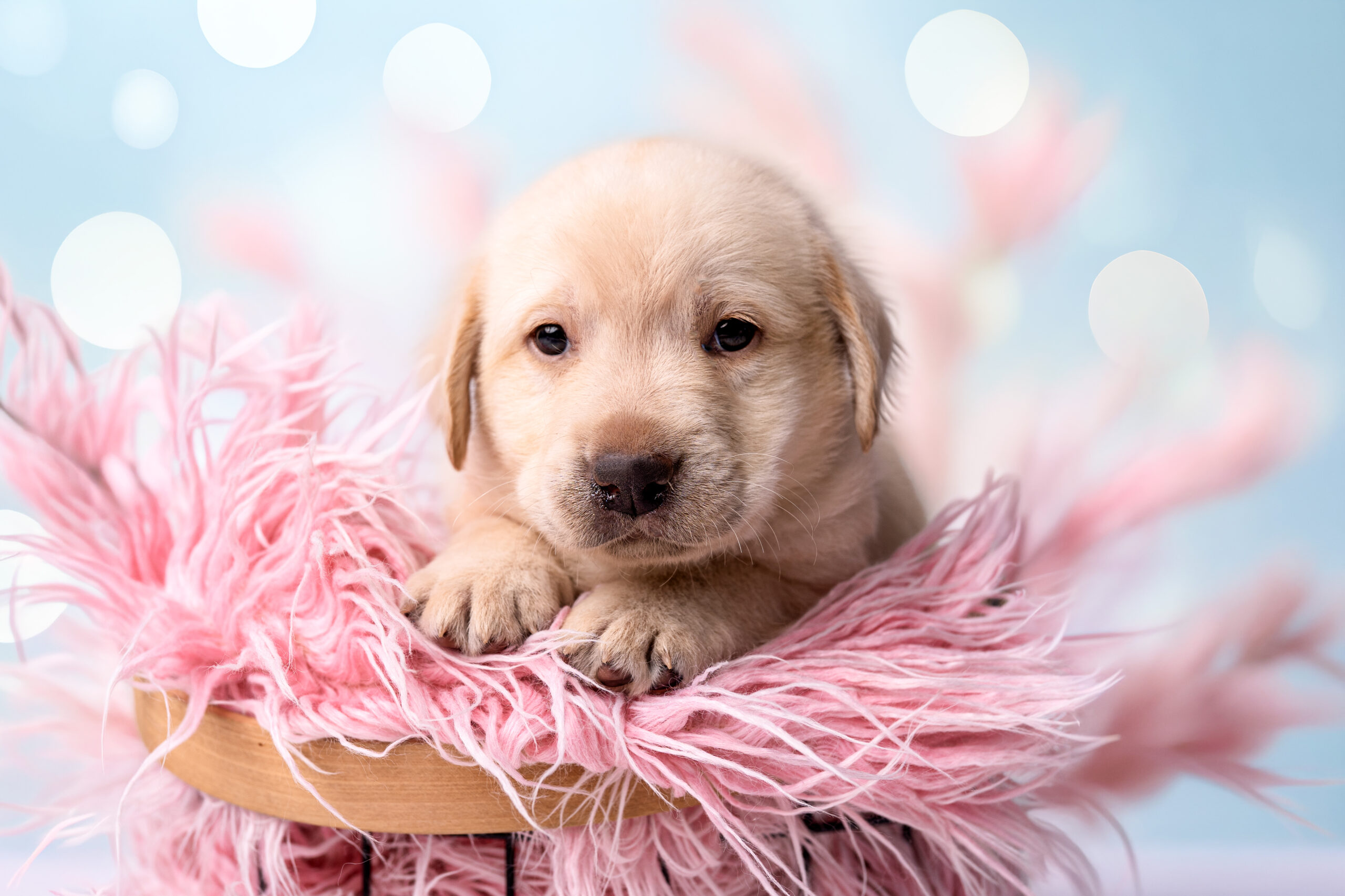🐾 Szczenięta Labrador Retriever – dostępne biszkoptowe i czarne 🐾
