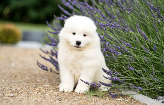 🤍 Dostępne szczenięta Samoyed – mali, biali przyjaciele czekają na swoje rodziny 🐾