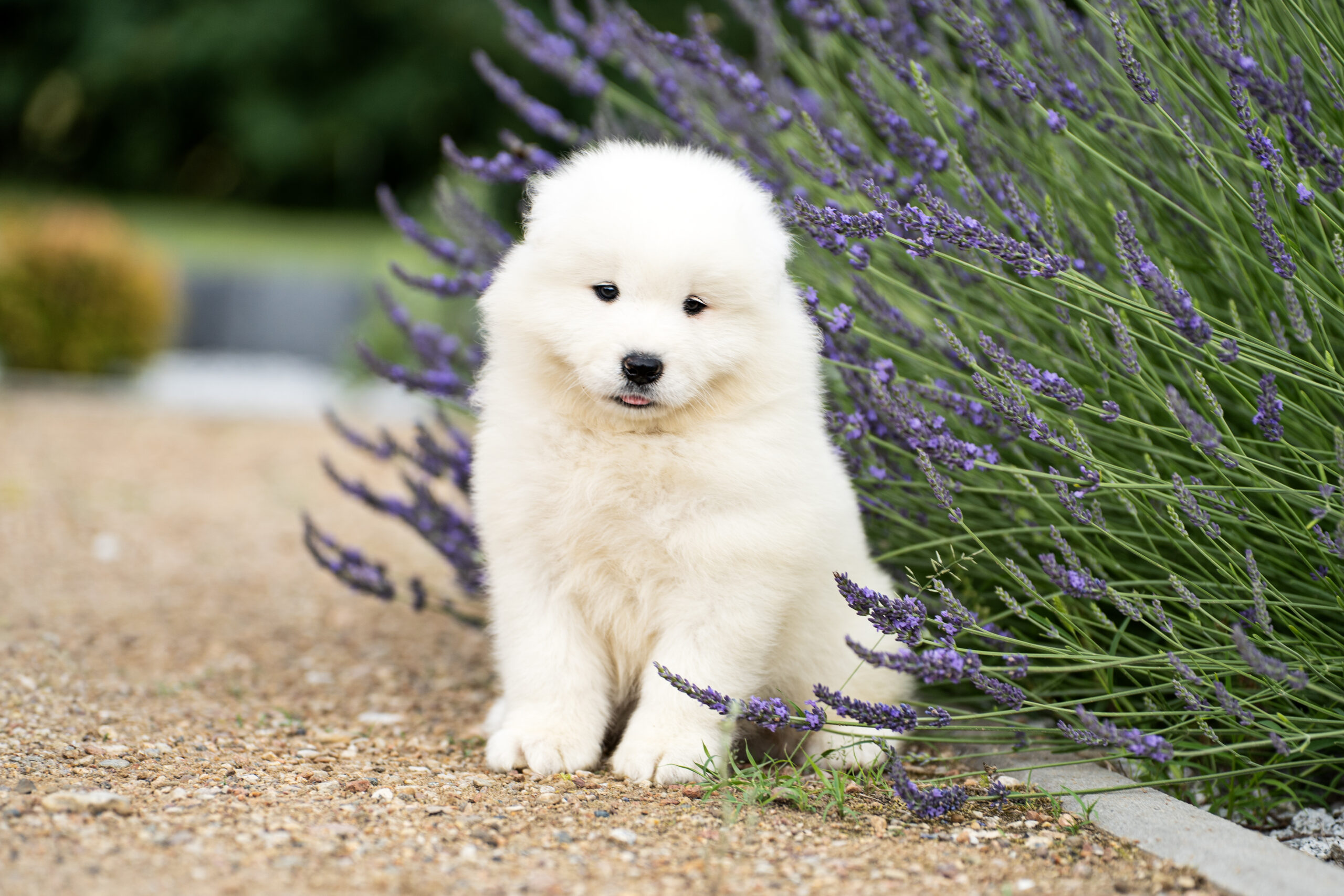 🤍 Dostępne szczenięta Samoyed – mali, biali przyjaciele czekają na swoje rodziny 🐾