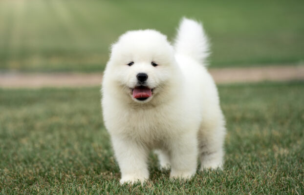 🐾 Dostępne szczenięta Samoyed i Labrador Retriever 🐾