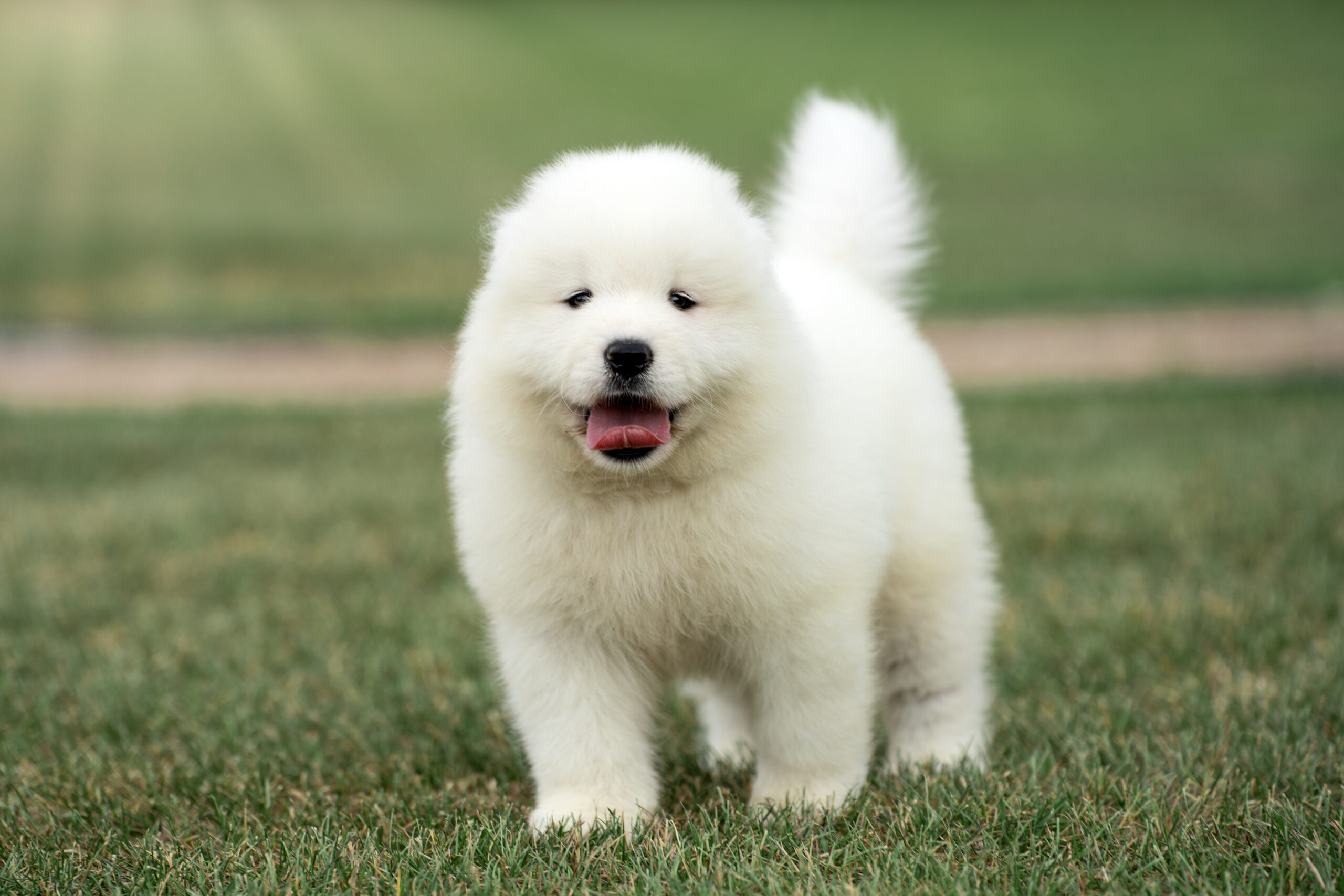 🐾 Dostępne szczenięta Samoyed i Labrador Retriever 🐾
