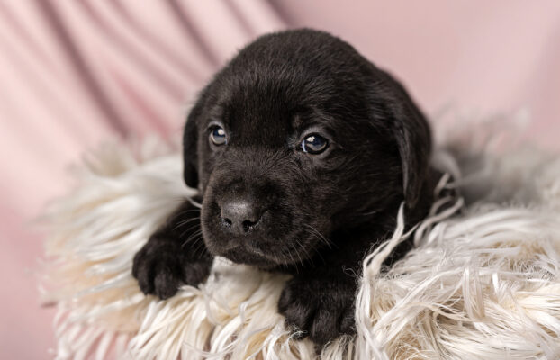 🐾 Dostępne szczenięta Labrador Retriever – czarne i biszkoptowe 🖤💛