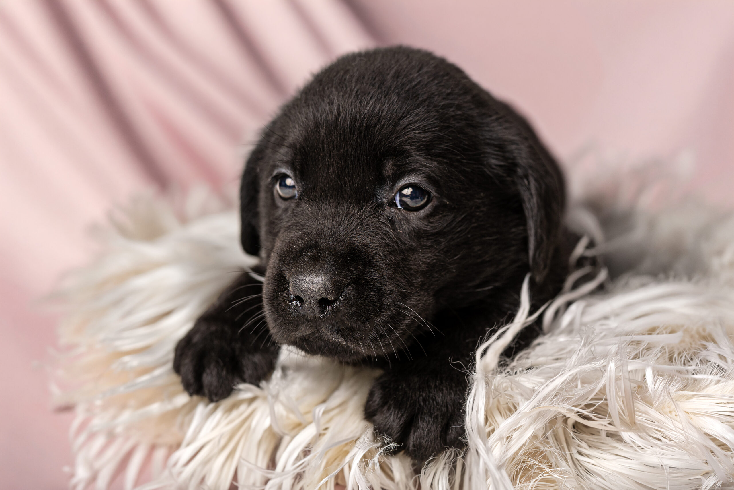 🐾 Dostępne szczenięta Labrador Retriever – czarne i biszkoptowe 🖤💛