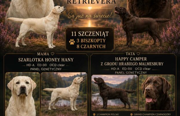 🖤💛 Powitaliśmy na świecie wyjątkowy miot Labrador Retriever! 💛🖤