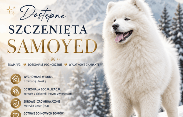 Dostępne szczenięta Samoyed – Dolegor FCI