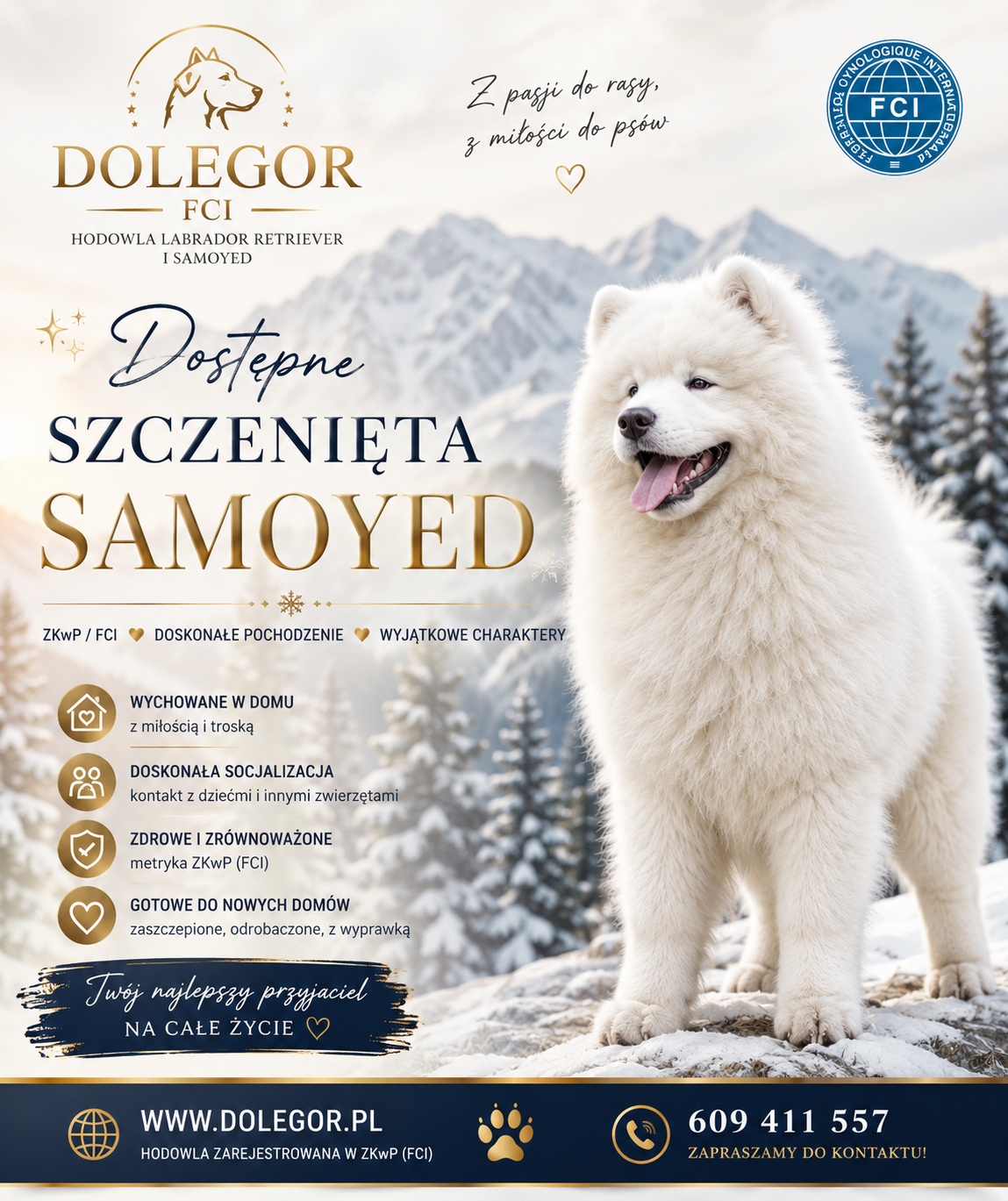 Dostępne szczenięta Samoyed – Dolegor FCI