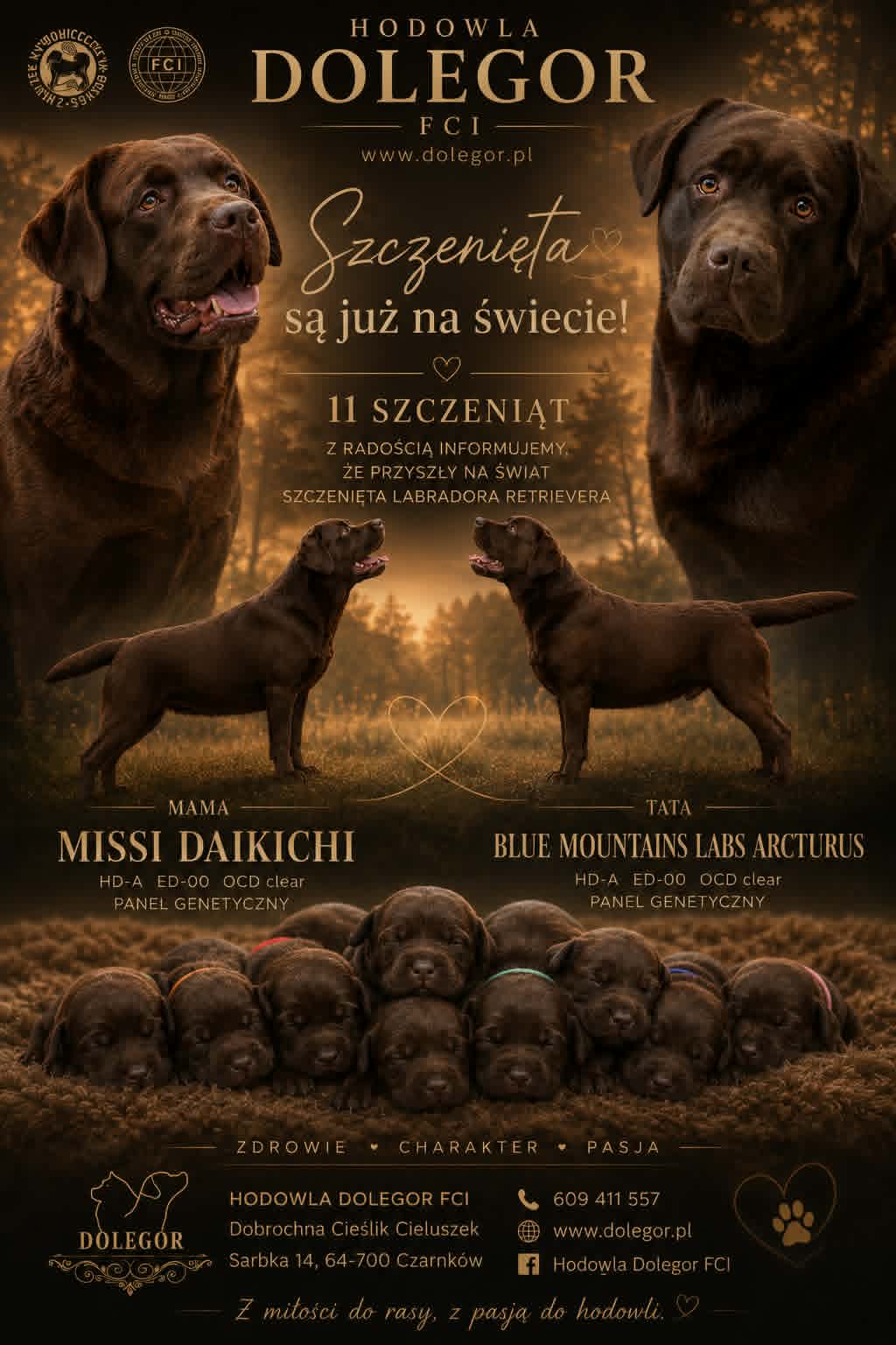 🤎 Czekoladowy miot już jest! 🤎